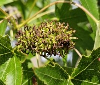 Liquidambar styraciflua 'Stared'  - Amberboom 'Stared' - 3