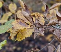 Carpinus betulus - Haagbeuk - 2
