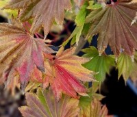 Acer shirasawanum 'Aureum' - Japanse goud esdoorn - herfstkleuren