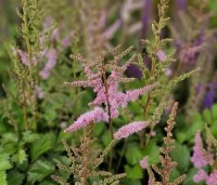 Astilbe chinensis 'Pumila' - Spiraea roze - 2