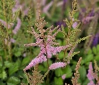 Astilbe chinensis 'Pumila' - Spiraea roze - 3