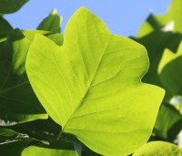 Liriodendron tulipifera - Tulpenboom - 3
