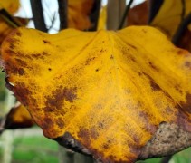 Liriodendron tulipifera 'Fastigiatum'