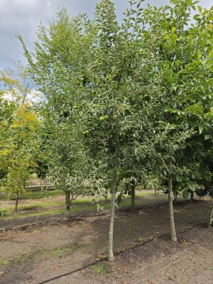 Afbeelding Sappige handappel Lombarts - Malus domestica 'Lombarts'