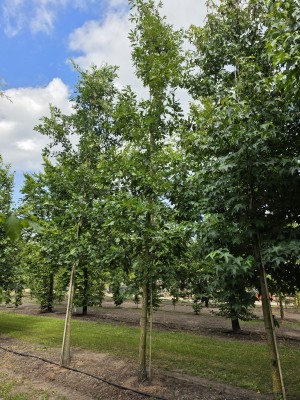 Afbeelding Zerreiche - Quercus cerris