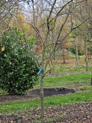 Afbeelding Pruimenboom met blauwe lekkere pruimen - Prunus domestica 'Bleue de Belgique'