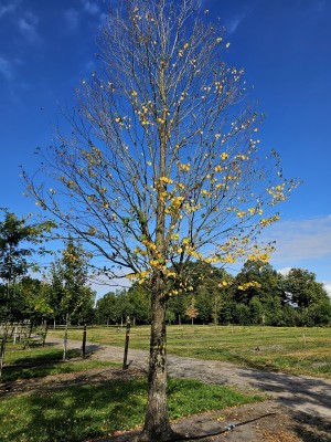 Afbeelding Katsuraboom of koekjesboom - Cercidiphyllum japonicum