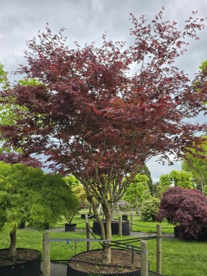 Afbeelding Japanse Esdoorn - Acer palmatum 'Trompenburg'
