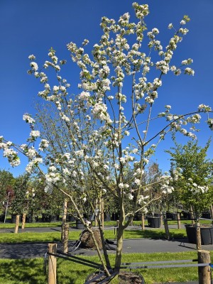 Afbeelding Apfel - Malus domestica 'Jonagold'