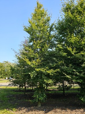 Afbeelding Grüne Buche - Fagus sylvatica