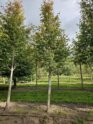 Afbeelding Krentenboompje - Amelanchier arborea 'Robin Hill'