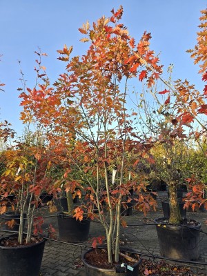 Afbeelding Amerikanische Eiche - Quercus rubra