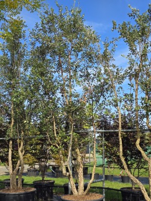Afbeelding Kurkeik - Quercus Suber