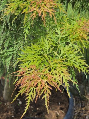 Afbeelding Japanischer Zwergahorn - Acer palmatum 'Dissectum Viridis'