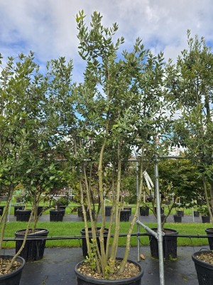 Afbeelding Steeneik - Quercus ilex