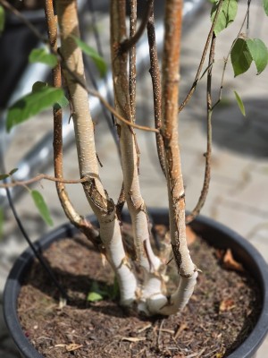 Afbeelding Himalayaberk - Betula utilis 'Doorenbos'