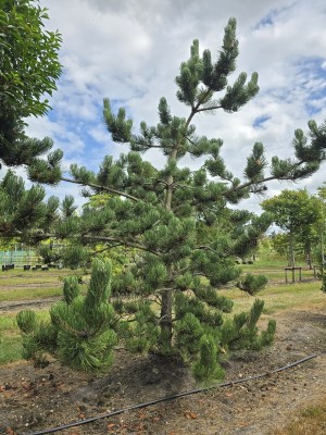 Afbeelding Dwergvorm Oostenrijkse den - Pinus nigra Oregon Green