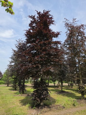 Afbeelding Rode beuk - Fagus sylvatica 'Atropunicea'