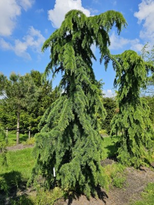 Afbeelding Himalayaceder - Cedrus deodara 'Pendula'