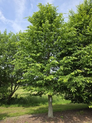 Afbeelding Carpinus betulus - Haagbeuk