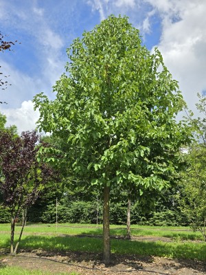 Afbeelding Westerse Magnolia - Magnolia Tripetala