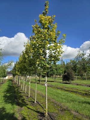 Afbeelding Geelbladige Noorse esdoorn - Acer platanoides 'Princeton Gold'
