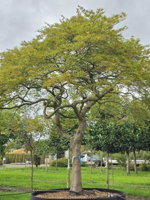 Afbeelding Japanse esdoorn - Acer palmatum 'Dissectum'