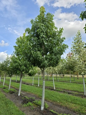 Afbeelding Amberboom - Liquidambar styraciflua 'Palo Alto'