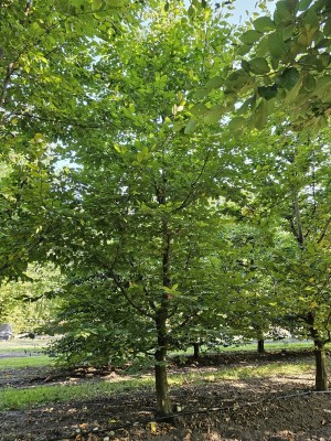 Afbeelding Kletter- oder Kraxelbaum für die Kleinen - Carpinus betulus