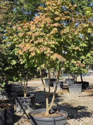 Afbeelding Japanischer Ahorn - Acer japonicum 'Vitifolium'