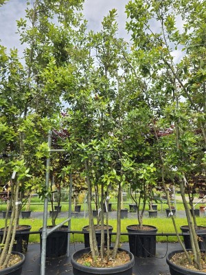Afbeelding Steeneik - Quercus ilex
