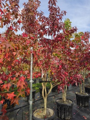 Afbeelding Amberbaum - Liquidambar styraciflua
