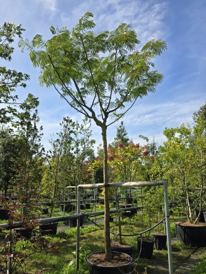 Afbeelding Persischer Schlafbaum ‘Ombrella’ - Albizia julibrissin 'Ombrella'