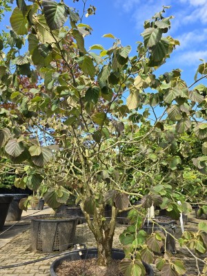 Afbeelding Toverhazelaar - Hamamelis x intermedia 'Diane'