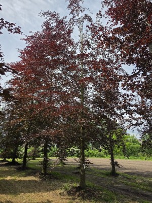 Afbeelding Rode beuk - Fagus sylvatica 'Atropunicea'