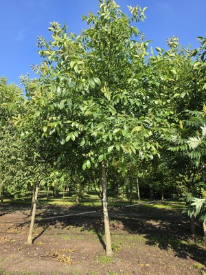 Afbeelding Walnotenboom als parasolboom - Juglans Regia