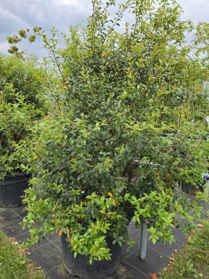 Afbeelding Schijnhulst met voorjaarsbloei - Osmanthus x Burkwoodii