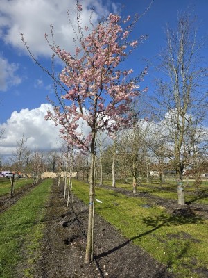 Afbeelding Japanse sierkers - Prunus 'Accolade'