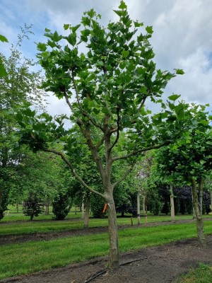 Afbeelding Plataan - Platanus x hispanica