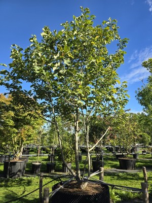 Afbeelding Magnolia - Magnolia 'Spectrum'