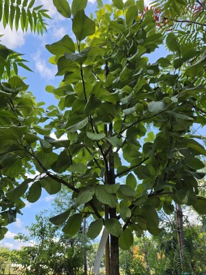 Afbeelding Großblättrige Mehlbeere - Sorbus 'Wardii'