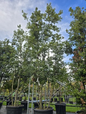Afbeelding Steineiche - Quercus ilex