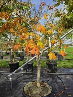 Afbeelding dwerg kastanjeboompje - Aesculus pavia 'Atrosanguinea'