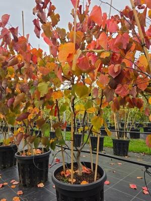 Afbeelding Amerikanischer Judasbaum - Cercis canadensis 'Forest Pansy'