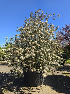 Afbeelding Sneeuwbal - Viburnum 'Pragense'
