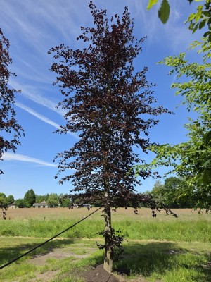 Afbeelding Rode beuk - Fagus sylvatica 'Atropunicea'