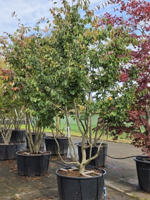 Afbeelding Perzisch IJzerhout - Parrotia persica