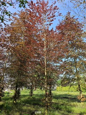 Afbeelding Rode beuk - Fagus sylvatica 'Atropunicea'