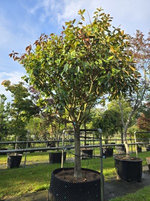 Afbeelding Magnolia grandiflora 'Galissonnière' - Magnolia grandiflora 'Galissonnière'