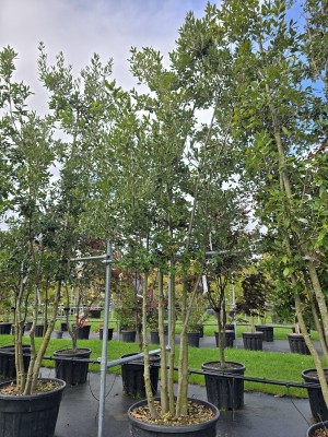 Afbeelding Steeneik - Quercus ilex